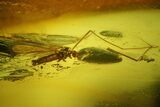 Detailed Fossil Fly, Caddisfly and Crane Fly in Baltic Amber #200051-1